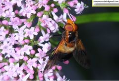 Volucella tabanoides