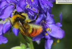 Bombus pyrosoma
