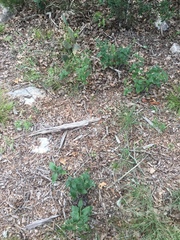 Lithospermum helleri