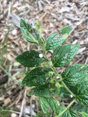 Lithospermum helleri