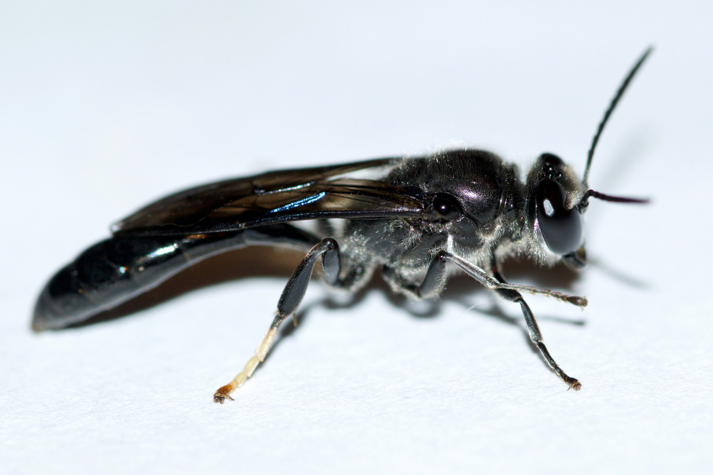 Trypoxylon lactitarse