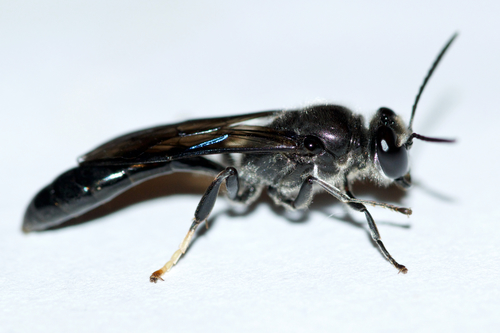 Trypoxylon lactitarse