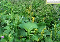Ligularia intermedia