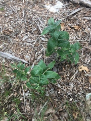 Lithospermum helleri