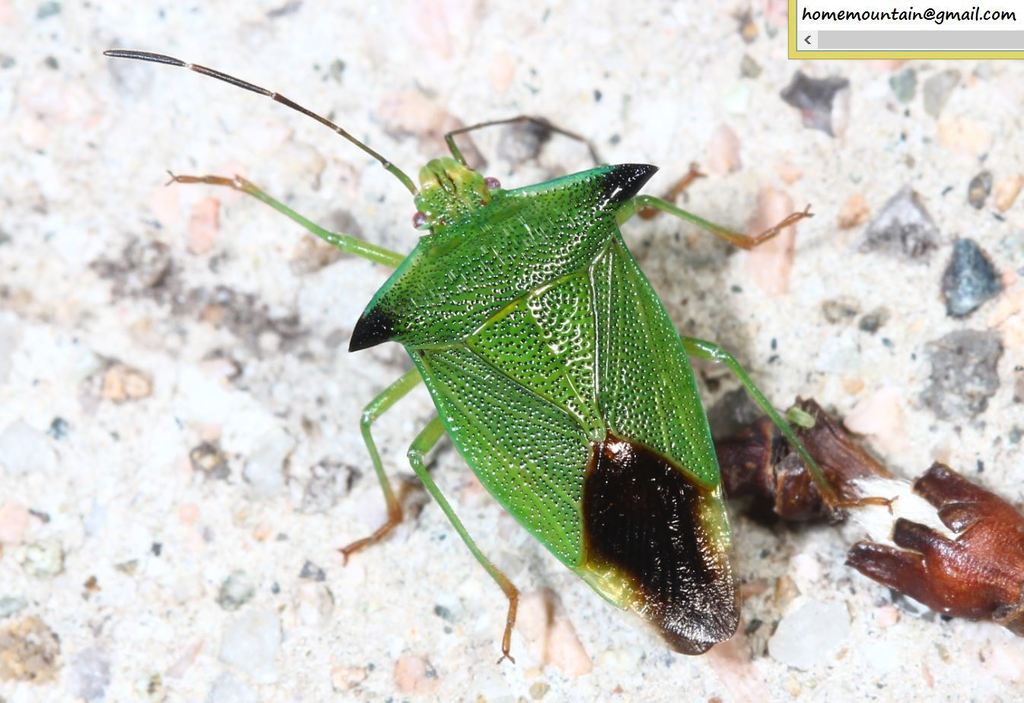 Lindbergicoris