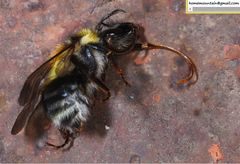 Bombus consobrinus