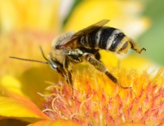 Svastra obliqua expurgata