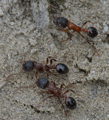 Myrmica incompleta