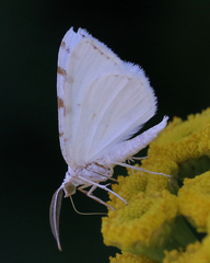 Macaria pustularia