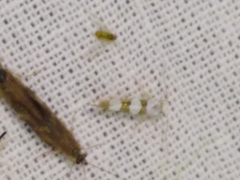 Argyresthia brockeella