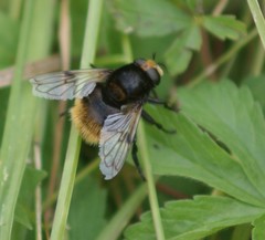 Volucella bombylans