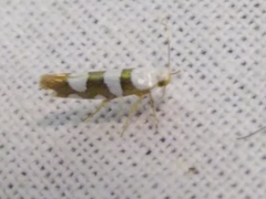 Argyresthia brockeella