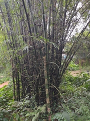 Bambusa sinospinosa