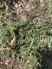 Guilleminea densa