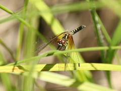 Nannothemis bella