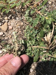 Guilleminea densa