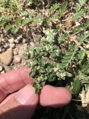 Guilleminea densa