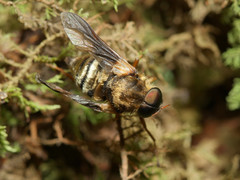 Goniops chrysocoma