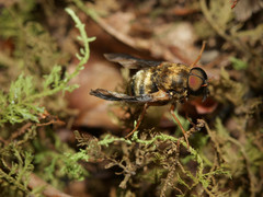 Goniops chrysocoma