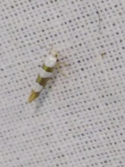 Argyresthia brockeella
