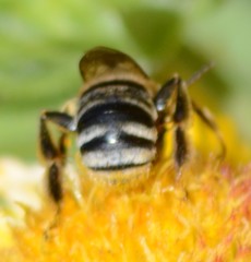 Svastra obliqua expurgata