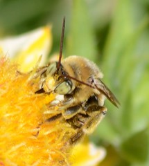 Svastra obliqua expurgata
