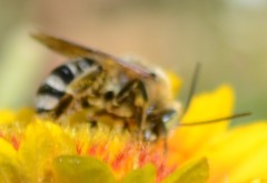 Svastra obliqua expurgata