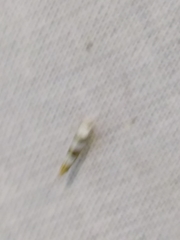 Argyresthia brockeella