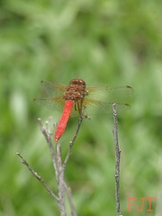 Sympetrum illotum