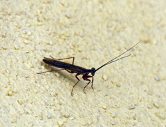 Mantoida maya