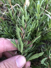 Dyschoriste linearis