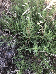 Dyschoriste linearis