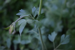 Aquilegia eximia