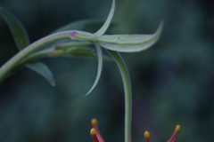 Aquilegia eximia