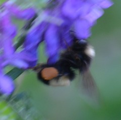 Bombus terricola image