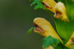 Pedicularis rex