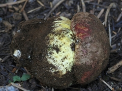 Butyriboletus primiregius