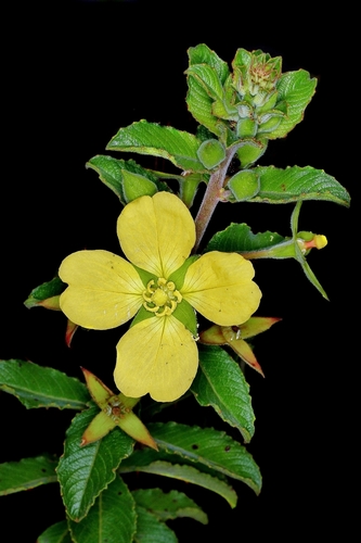 Ludwigia tomentosa