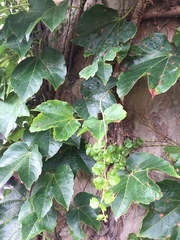 Parthenocissus