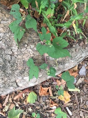 Ampelopsis glandulosa