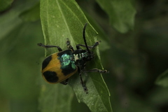 Monocesta ducalis