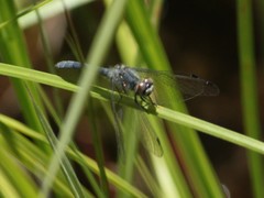 Nannothemis bella