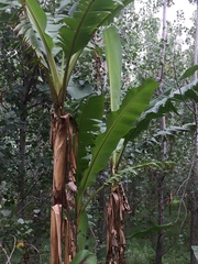 Musa yunnanensis