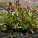Dichanthelium thermale thermale - Photo (c) David Greenberger, some rights reserved (CC BY-NC-ND), uploaded by David Greenberger