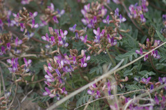 Astragalus nothoxys