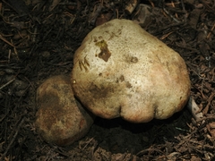 Butyriboletus abieticola