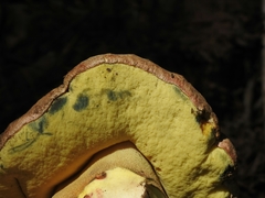 Butyriboletus abieticola