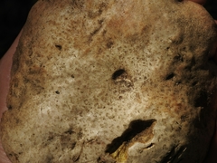 Butyriboletus abieticola