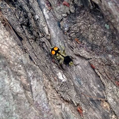 Hoplomutilla spinosa