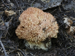 Ramaria rubrievanescens